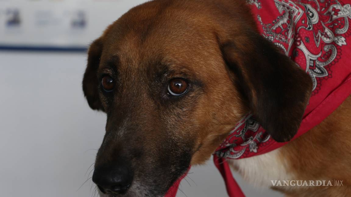 $!El perrito Coffee, en busca de un hogar