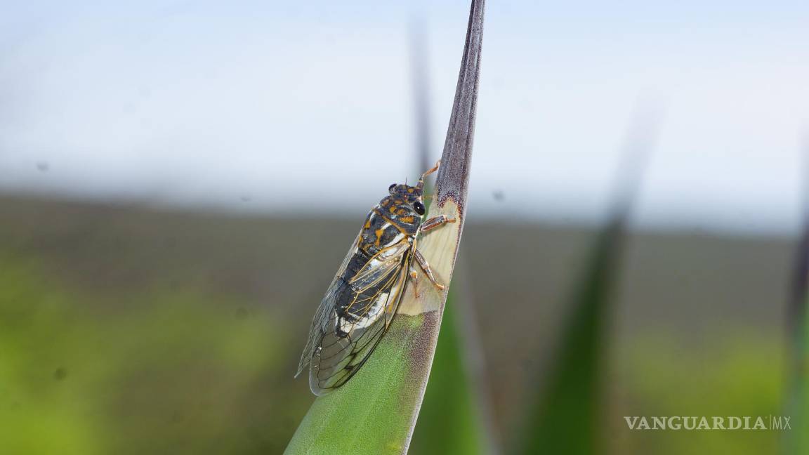 $!Una vez terminada la cópula, el macho cae muerto, mientras la hembra deposita su hueva en los arbustos y también muere.