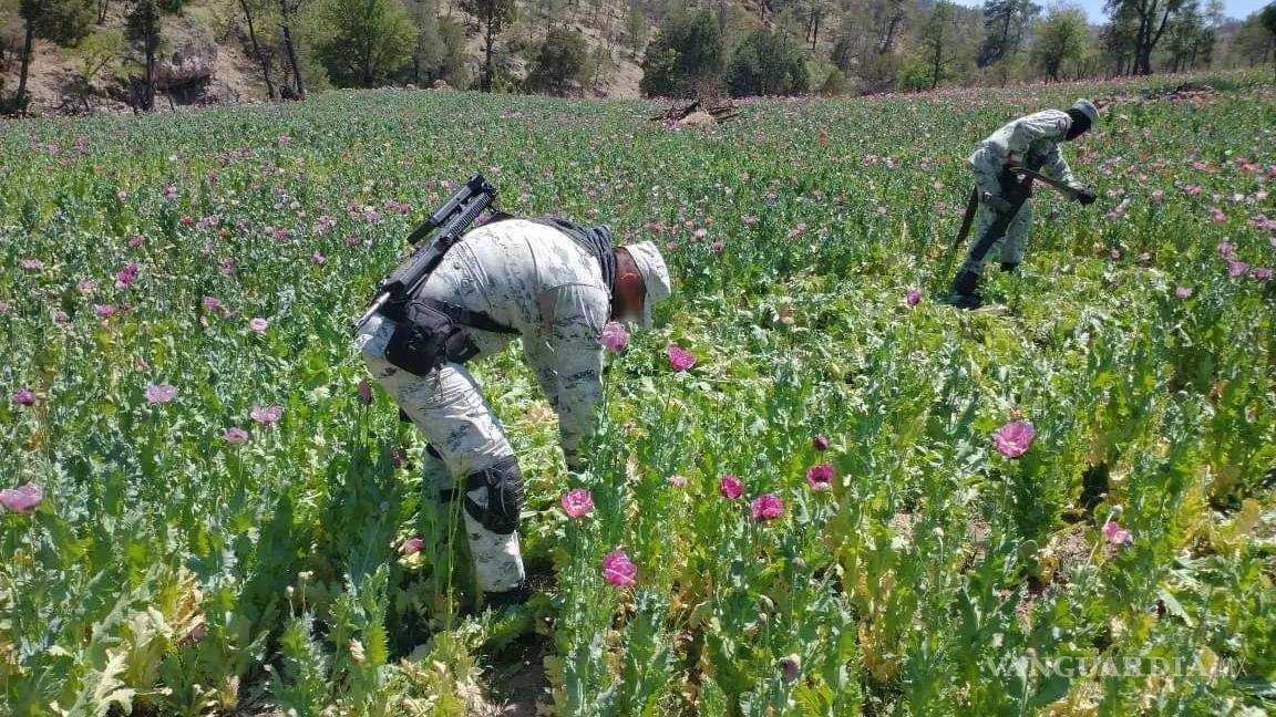 Gobierno de AMLO dejó de combatir cultivos de marihuana y amapola; destrucción de plantíos cae a la mitad