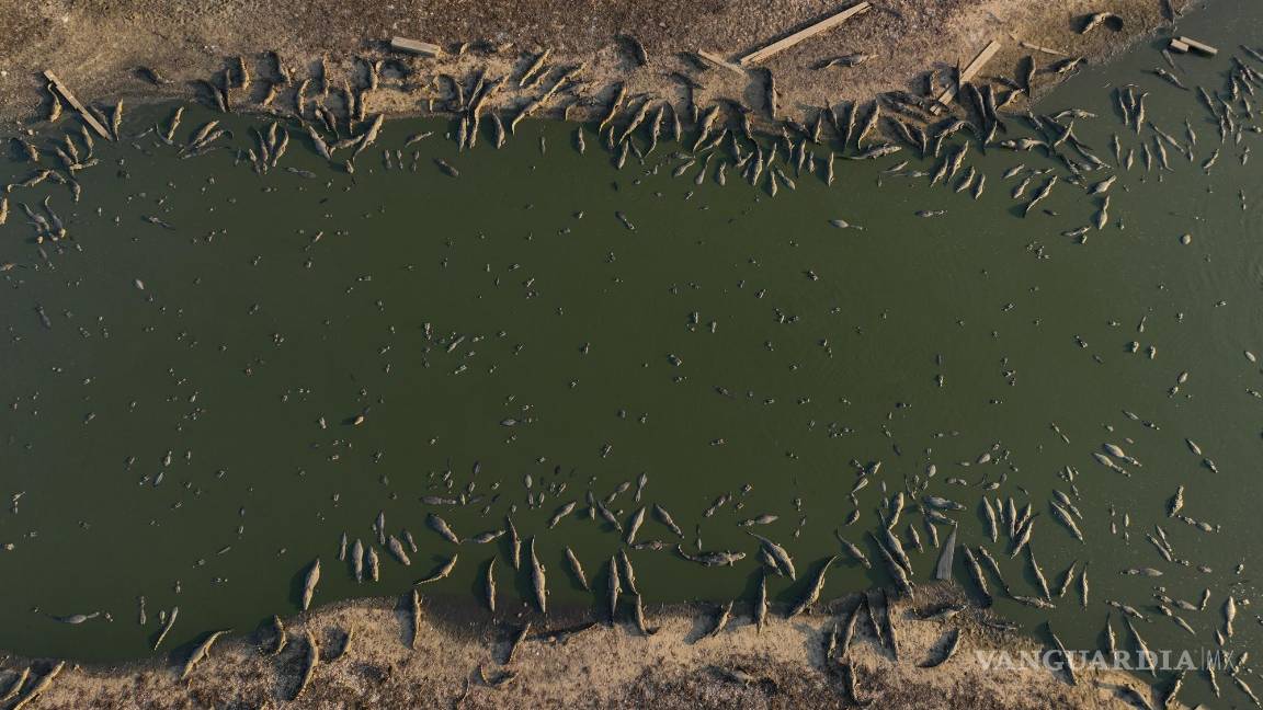 $!Caimanes en las orillas del río Bento Gomes, prácticamente seco, en los humedales de Pantanal, cerca de Pocone, en Brasil, el 15 de noviembre de 2023.