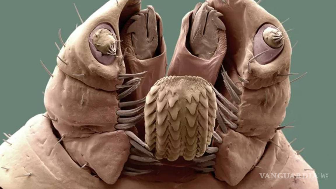 $!Las garrapatas pueden vivir en una variedad de entornos, pero se pueden encontrar con mayor frecuencia en áreas con hierba alta.