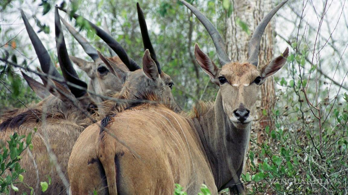 $!Antílopes, entre los matorrales tras ser liberados en el Parque Nacioanl de Quicama, a unos 75 kilómetros al sur de Luanda, la capital de Angola.