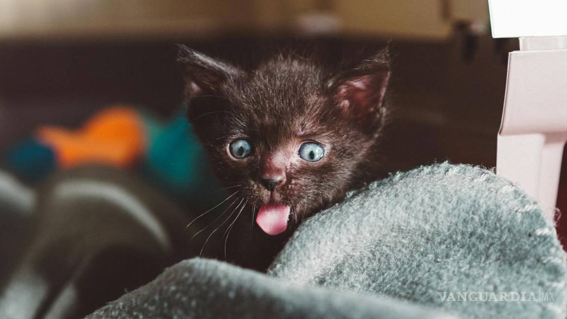 Día del Gato: Razones por las que deberías tener un michi en tu vida