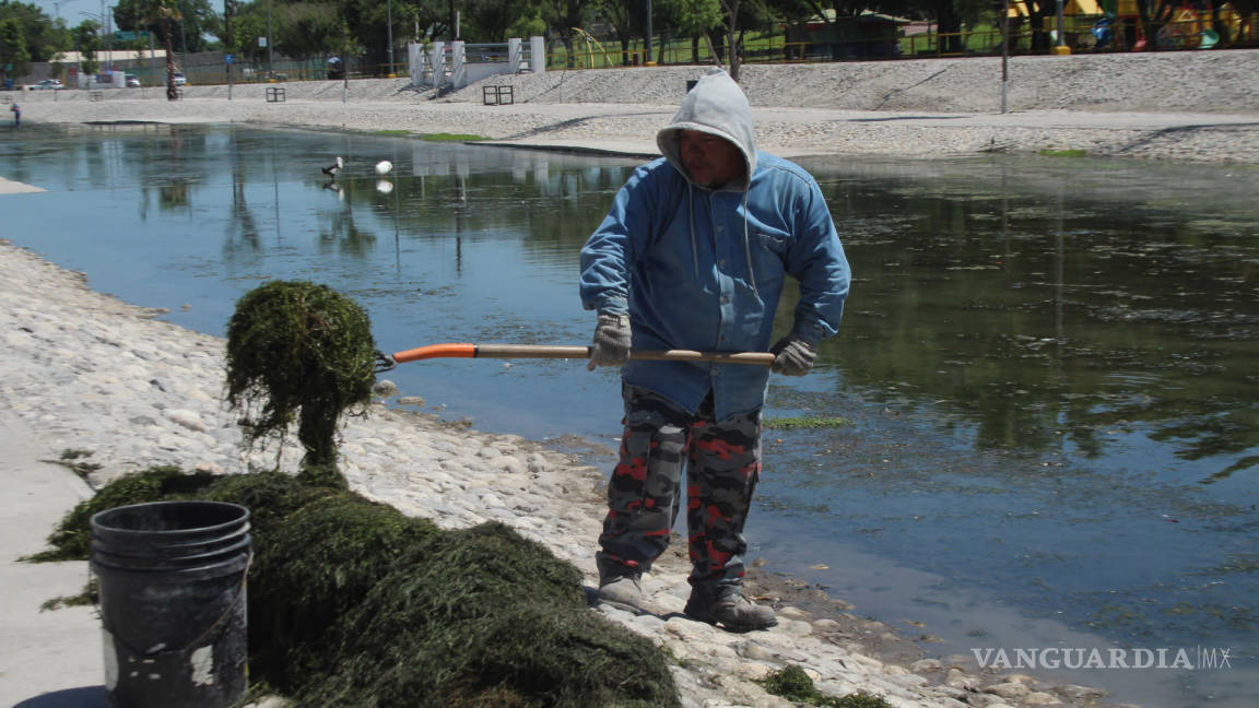 Hasta 1.5 toneladas de alga sacan a diario del Río Monclova