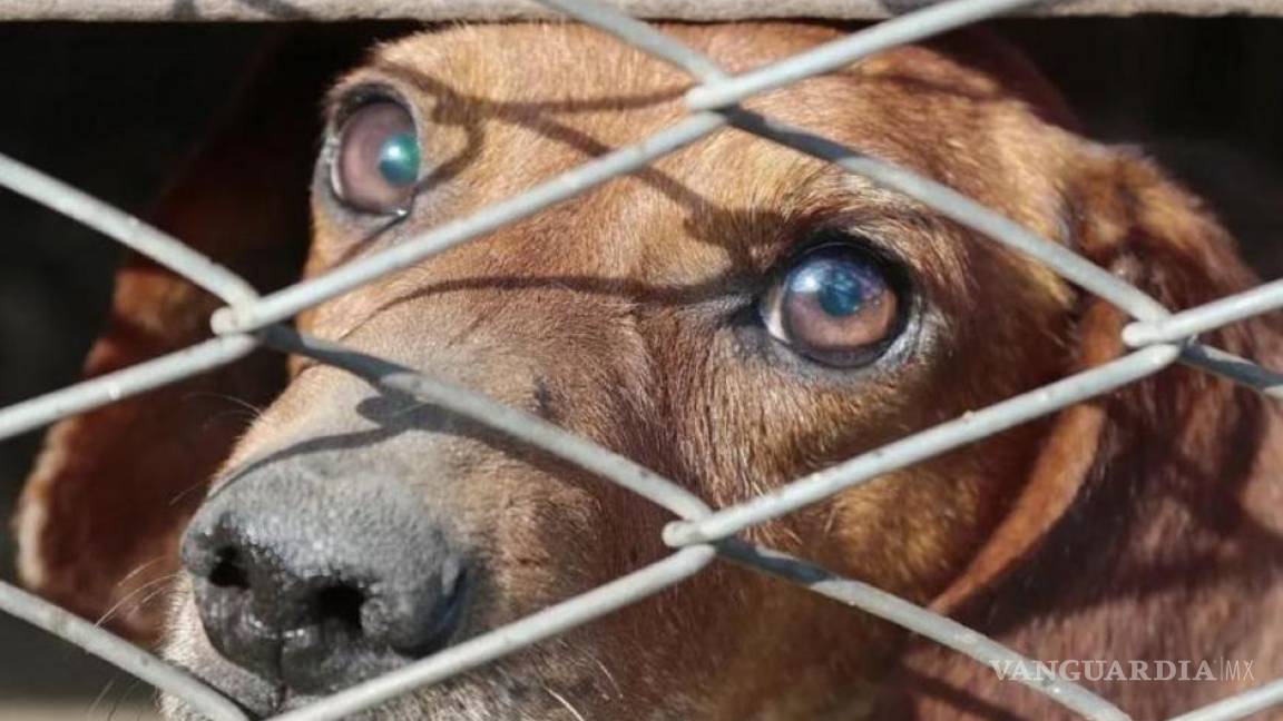 Gobierno sacrificará perros y gatos que viven en inmediaciones del Aeropuerto Felipe Ángeles