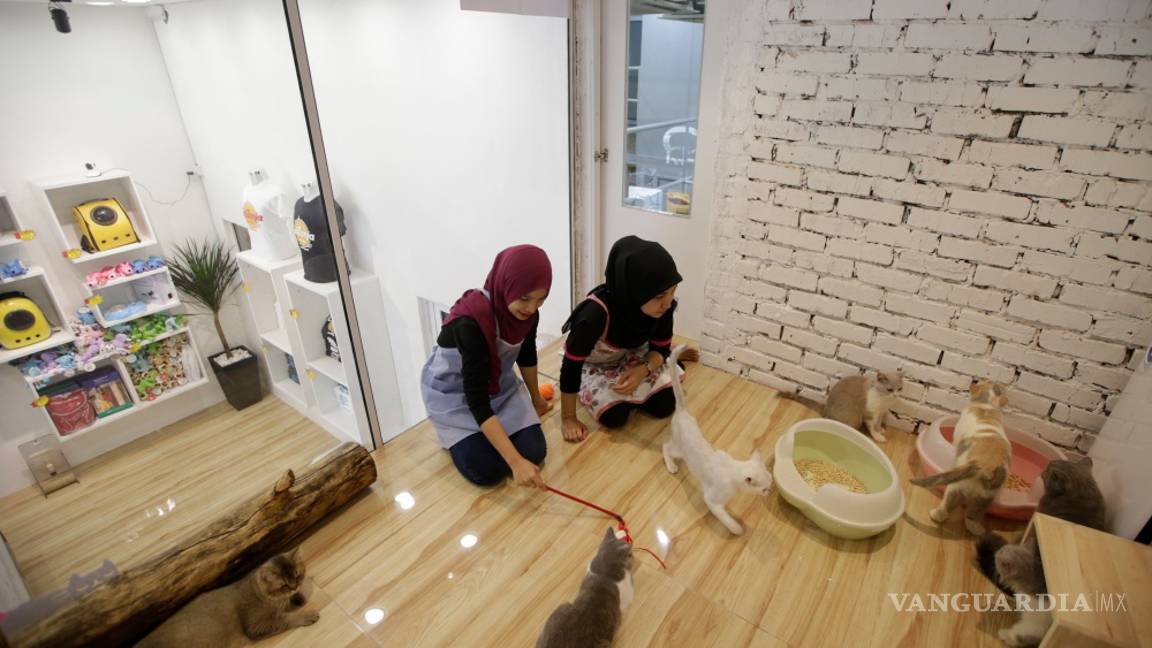 $!Gatos, los reyes de las redes sociales