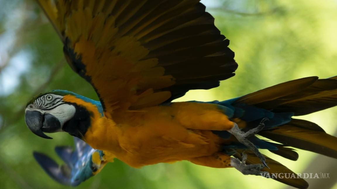 $!Ultima guacamaya salvaje de Río de Janeiro está sola y busca el amor