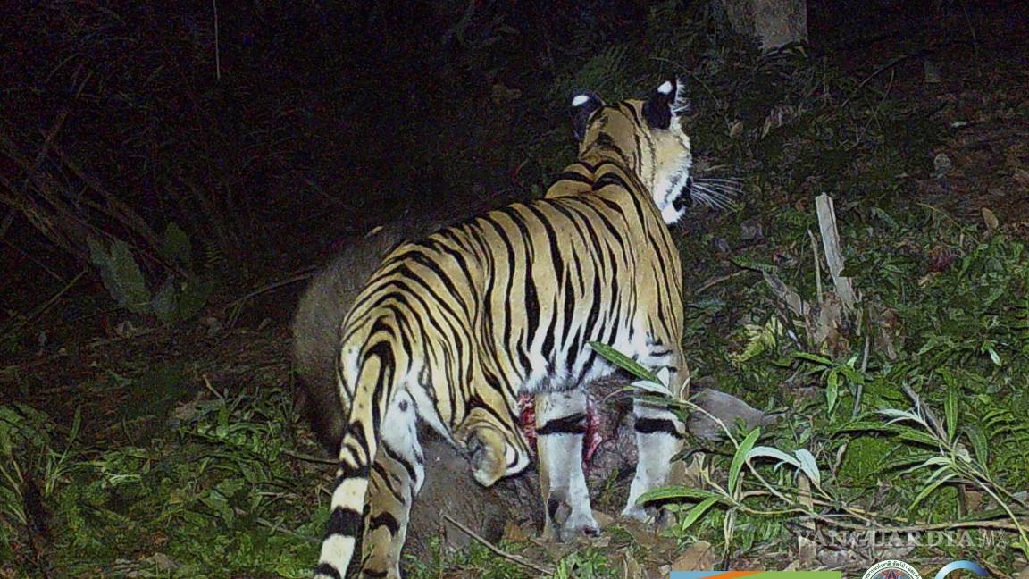$!In this photo taken by a camera trap, a three-legged tiger walks through the jungle Feb. 6, 2022, in the Khao Laem National Park in Kanchanaburi, western Thailand. (Freeland/IUCN via AP)