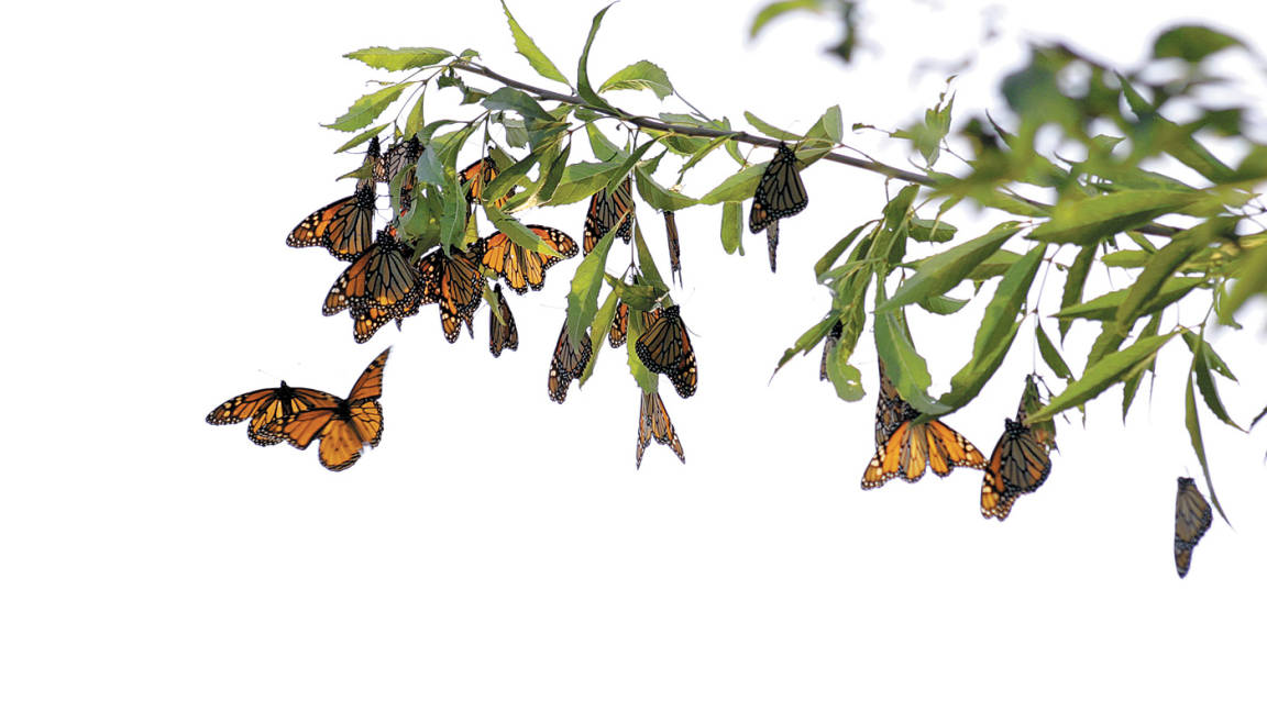 Mariposa Monarca pasa por Saltillo, sin despertar interés