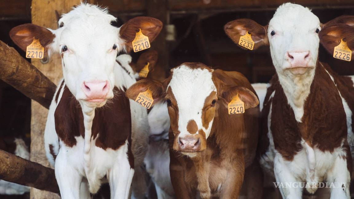 Exportación de ganado bovino a EU registra incremento del 40%