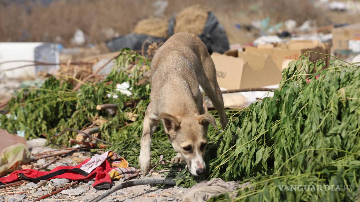 Asociación Lomitos al Rescate rescata hasta 35 perros y gatos al mes en Saltillo