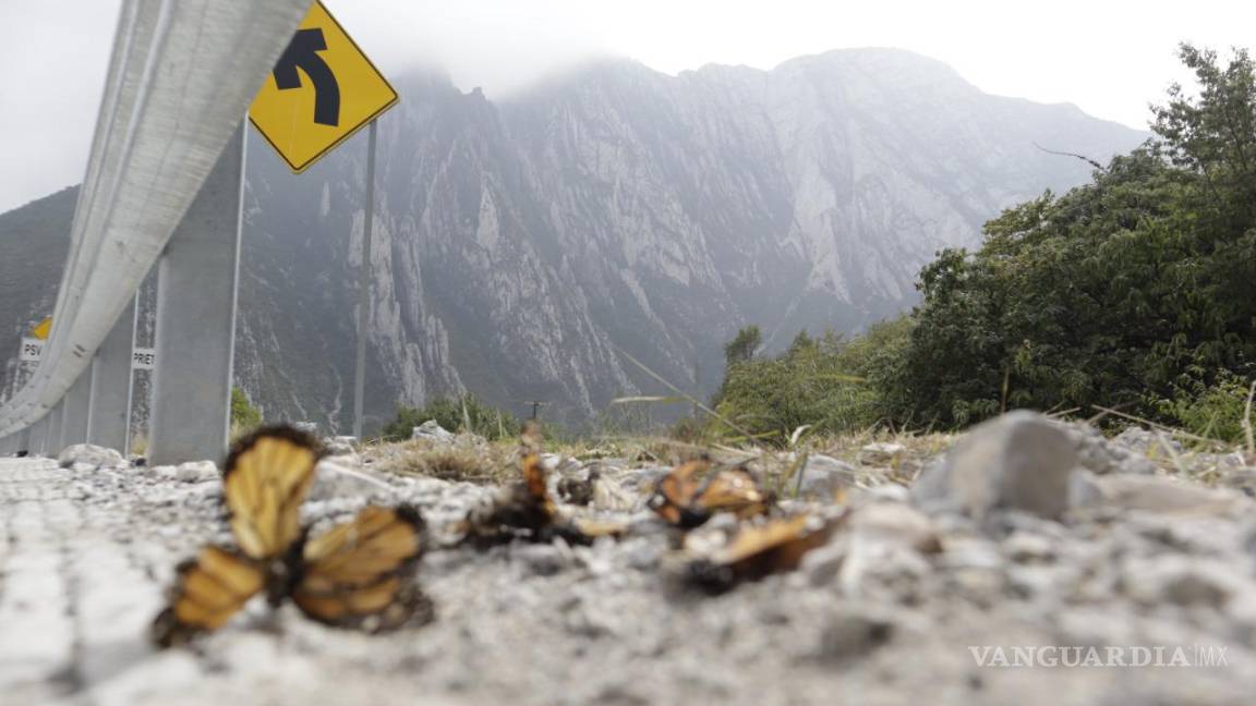 Fotografiando a las Monarcas, documenta catástrofe natural