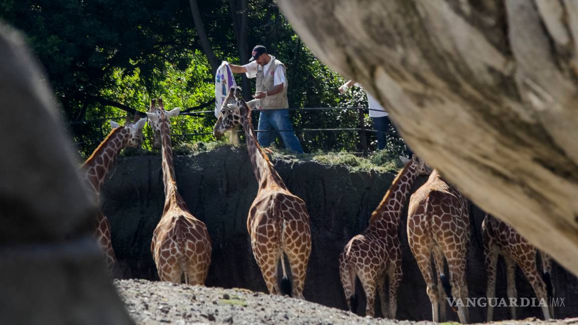 $!Zoológico de Chapultepec cumple 92 años