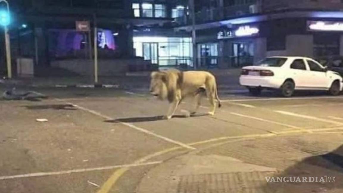 Putin no soltó leones en las calles para que rusos acaten la cuarentena