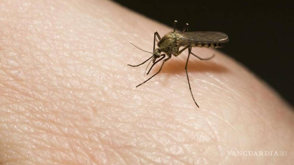 Detectados en Coahuila sólo 4 casos de dengue