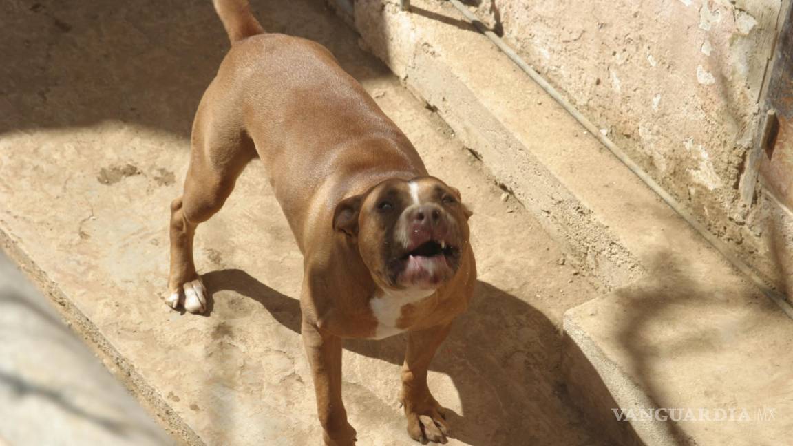 Perro pitbull ataca a niño en Allende, Coahuila