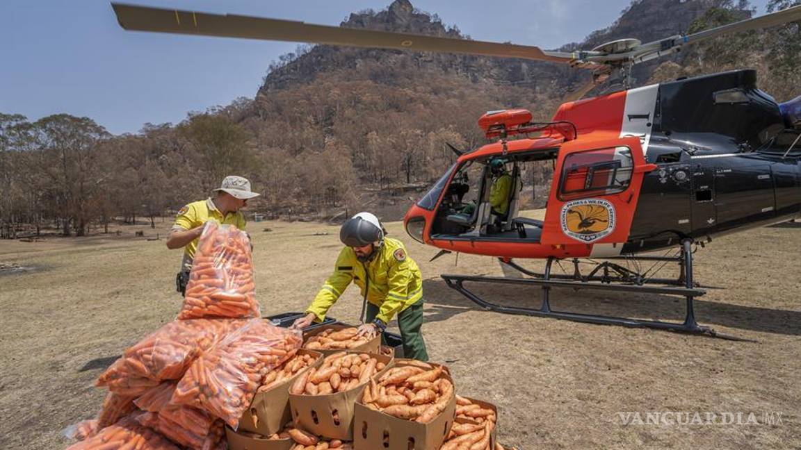 $!Australia intenta salvara a los animales afectados por incendios, lanza desde helicópteros comida