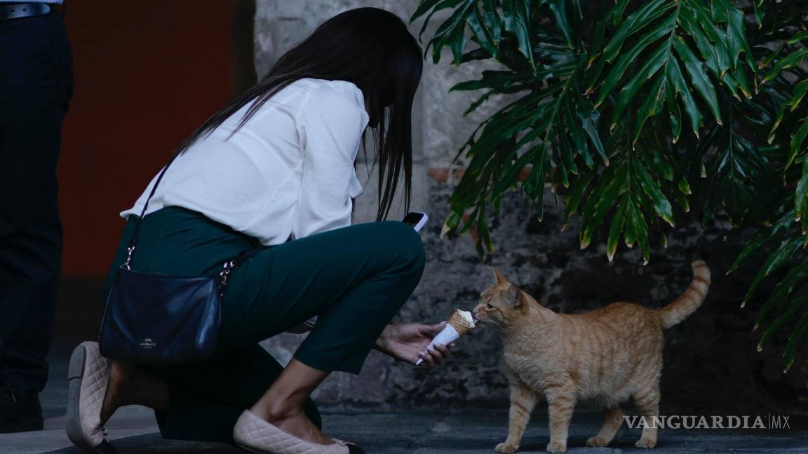 $!Un gato salvaje que vive en el Palacio Nacional prueba un helado en Ciudad de México.