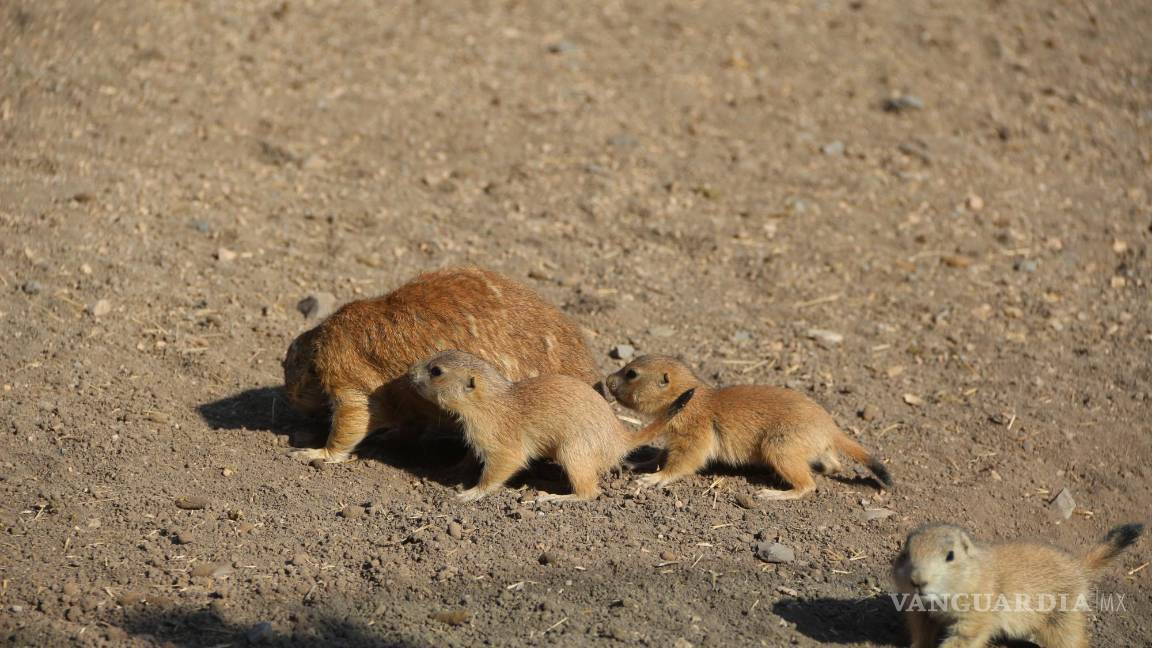 $!Familia de perritos de la pradera.