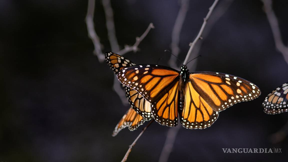 La mariposa Monarca pinta de naranja el cielo de Saltillo