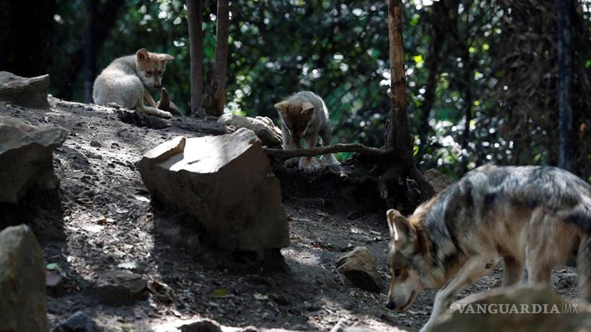 $!Cinco nuevas crias de lobo mexicano dan esperanza en mantener la especie