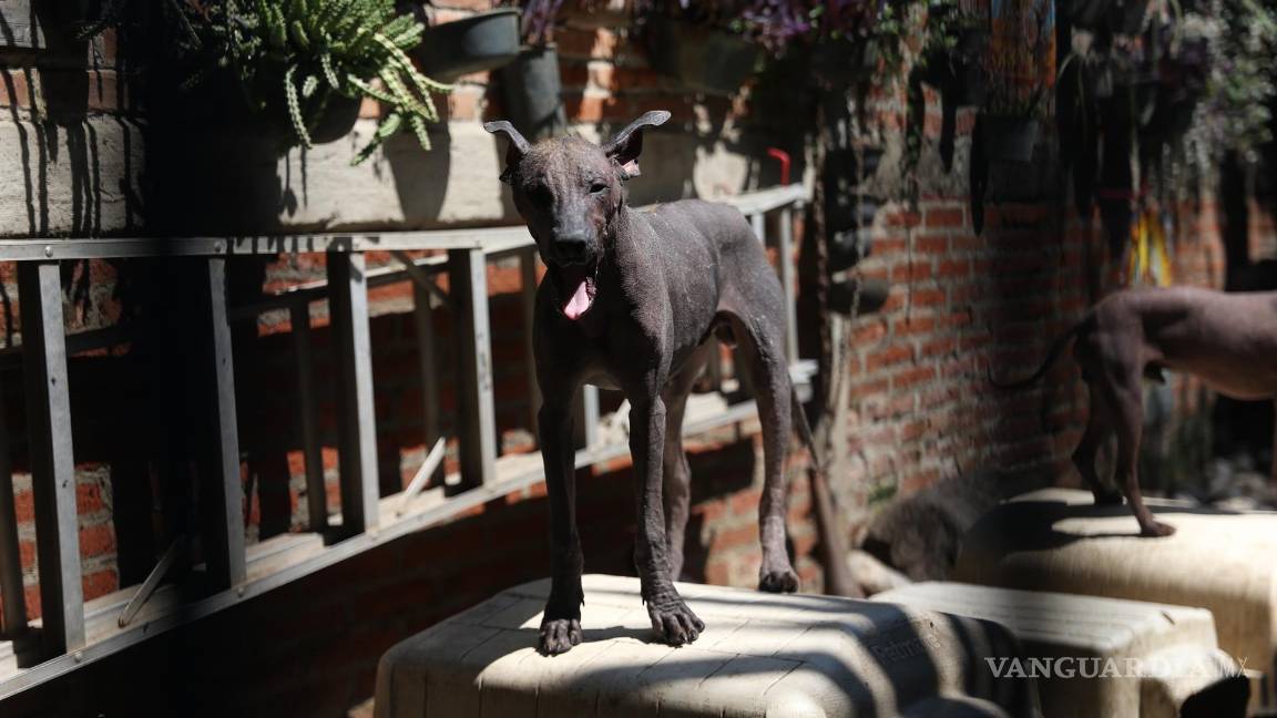 $!Fotografía de un ejemplar de la raza Xoloitzcuintle, en el criadero Xolos Tarango en la Ciudad de México (México). EFE/Sáshenka Gutiérrez