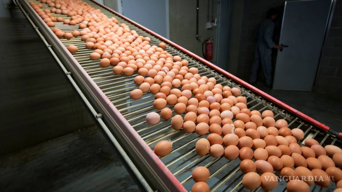 $!Descubren niveles peligrosos de insecticida en huevos de Bélgica