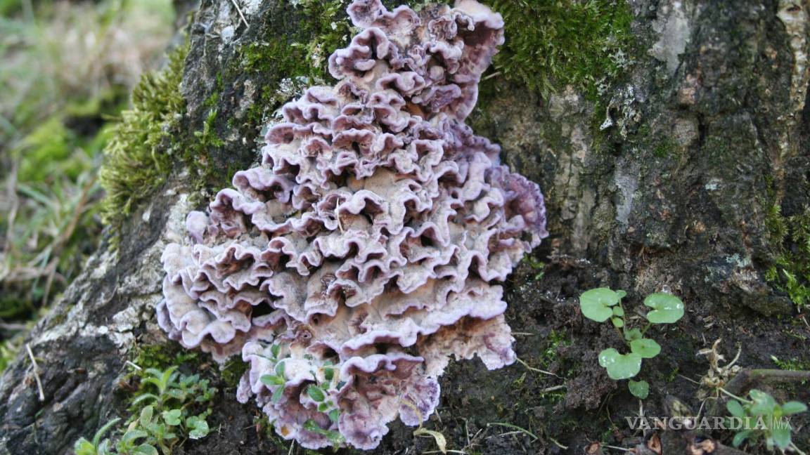 $!El hongo Chondrostereum Purpureum causa una letal infección en las plantas conocida como la ‘enfermedad de la hoja plateada’