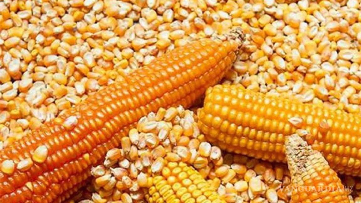 México cede a reclamos de EU, aplazará prohibición de maíz transgénico hasta 2025