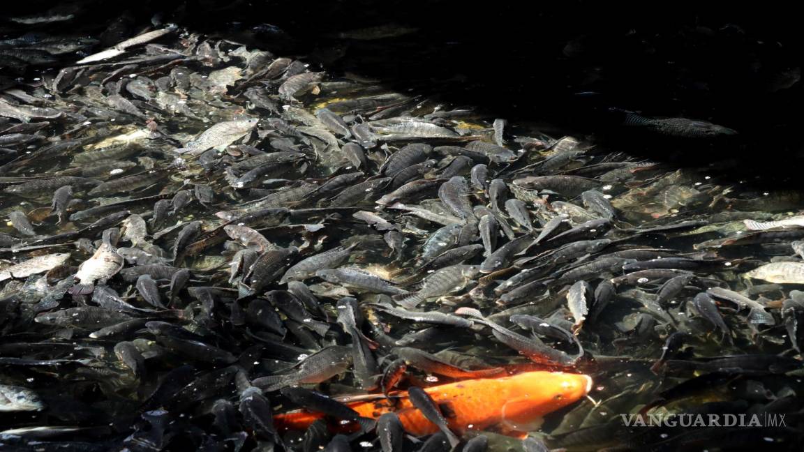 Sin riesgo sanitario ni contaminación por peces muertos en Deportiva de Saltillo, afirma Inedec