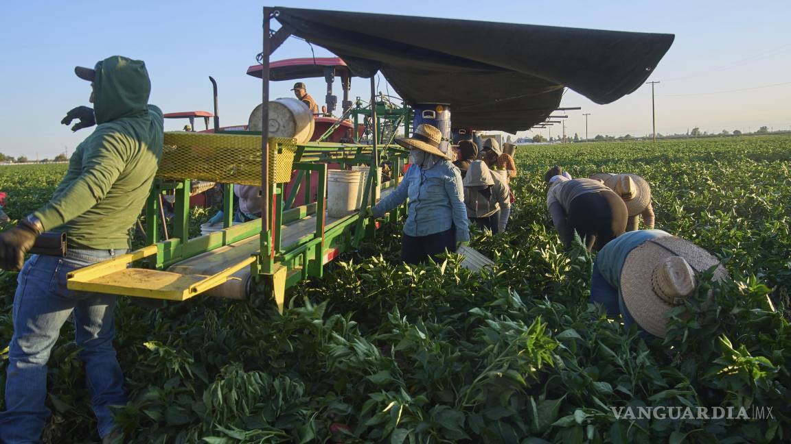 $!Las redadas migratorias en granjas, negocios y sitios de construcción lo paralizaron todo, dijo Rodriguez, directora de defensa de los trabajadores agrícolas.