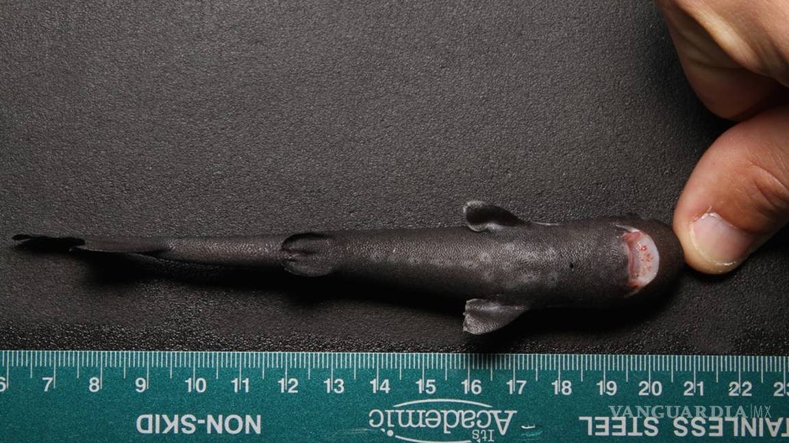 $!Hallan nueva especie de tiburón de bolsillo en el Golfo de México