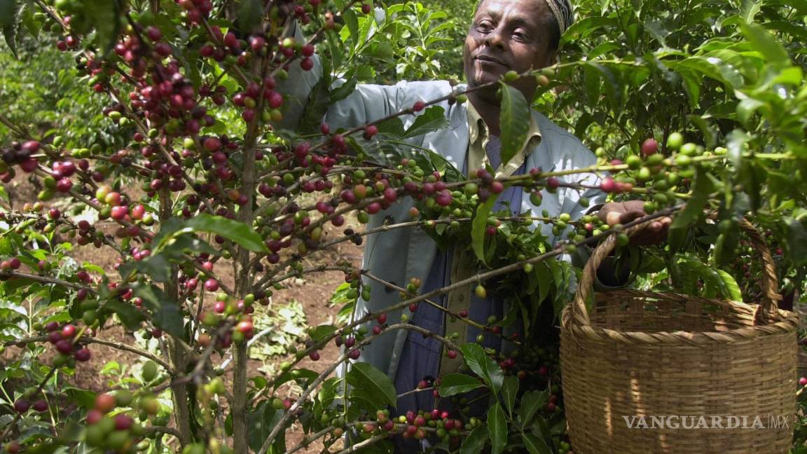 $!Mohammed Fita recoge granos de café en su granja Choche, cerca de Jimma, 375 kilómetros (234 millas) al suroeste de Addis Abeba, Etiopía.