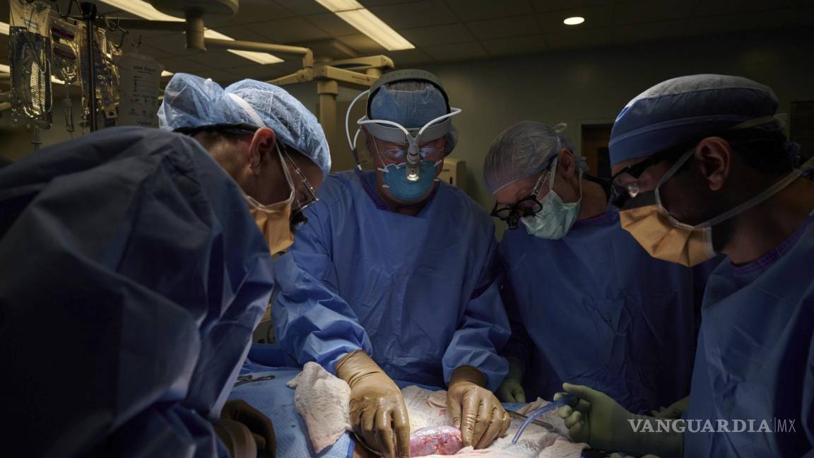 Cirujanos logran unir temporalmente el riñón de cerdo a un cuerpo humano en Nueva York