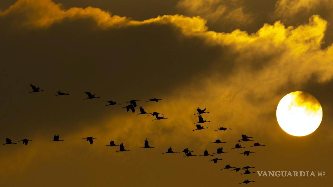 En cada viaje de ida y vuelta a sus hogares, las aves migratorias corren un gran peligro