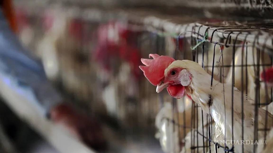 $!Científicos estadounidenses descubrieron una mutación que podría facilitar la infección del virus de la gripe aviar y su probable transmisión a los humanos.