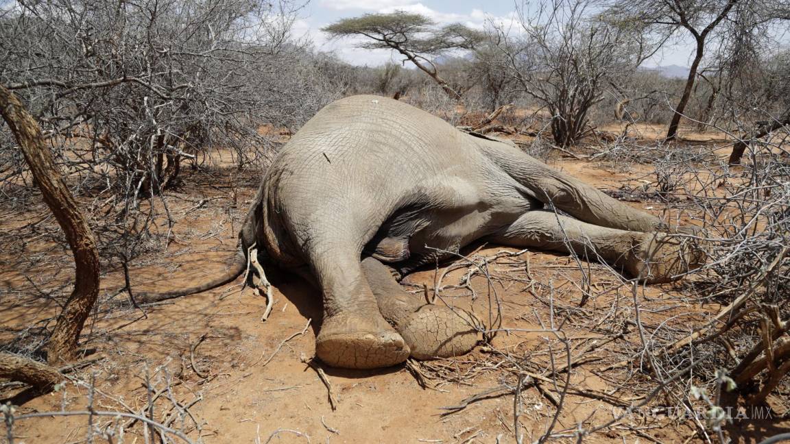 Aniquila grave sequía vida salvaje en África