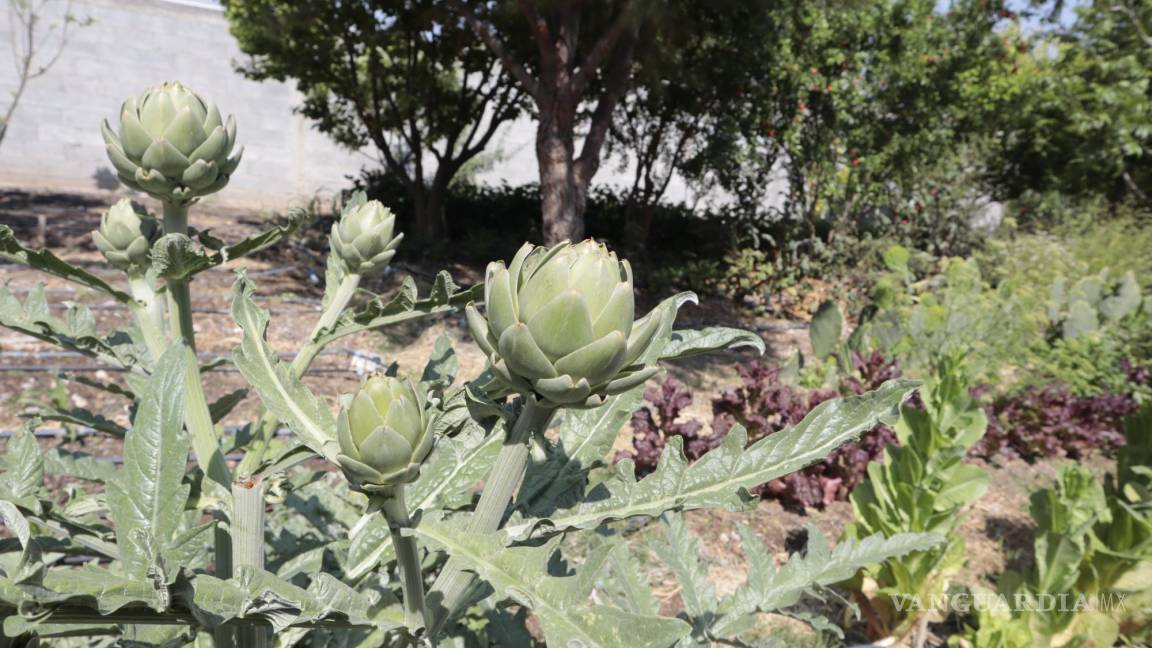 Tlali Yoltok, granja urbana de Coahuila, dedicada al cultivo orgánico y a la agricultura regenerativa