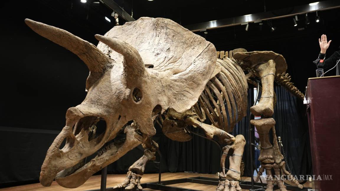Subastan triceratops en 7.7 millones de dólares en París