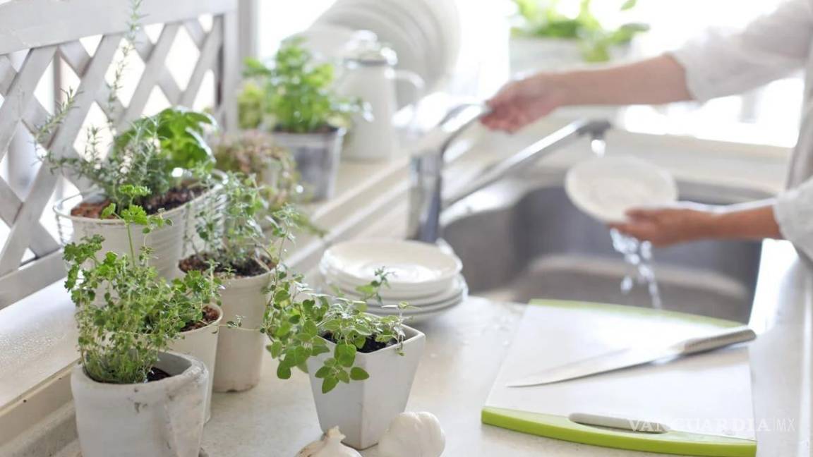 $!Las plantas son un elemento esencial en la nueva decoración de interiores.