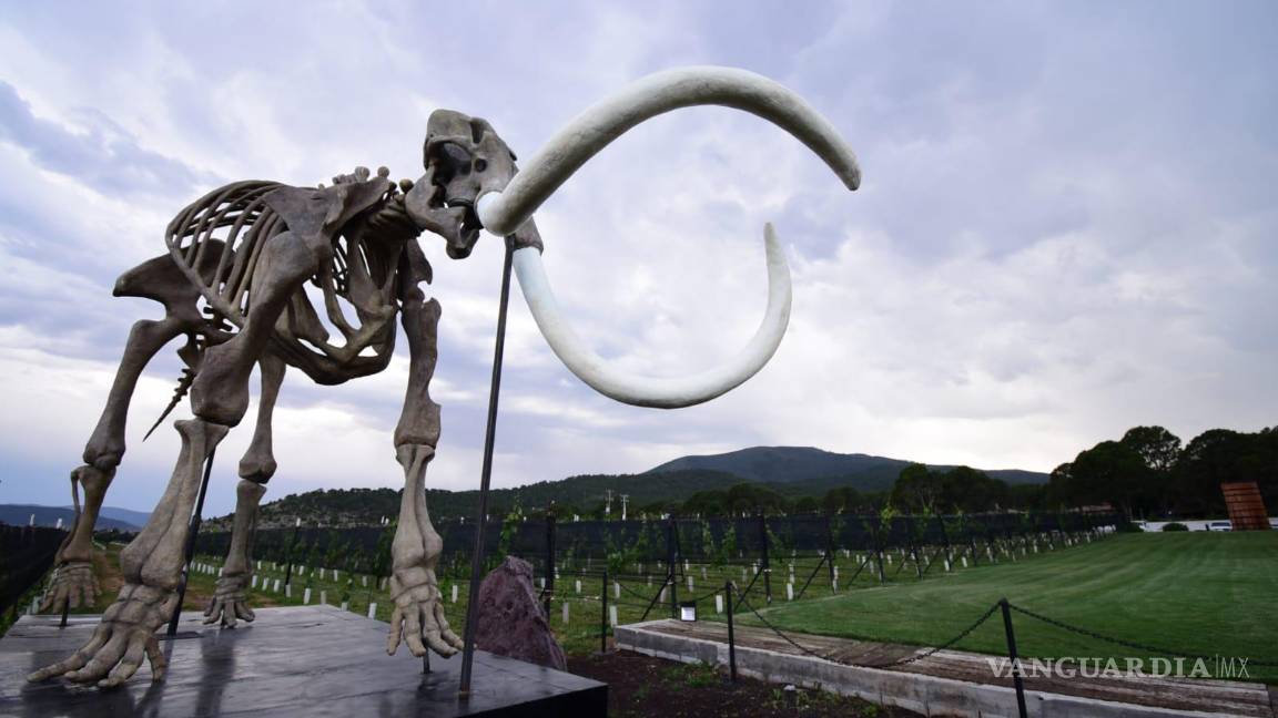 $!La zona vinícola de Coahuila es una visita obligada para los amantes del vino.