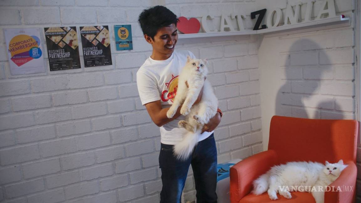 $!Gatos, los reyes de las redes sociales