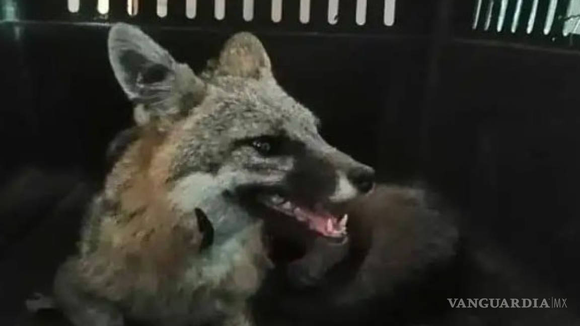 Rescatan un zorro norteño en Torreón