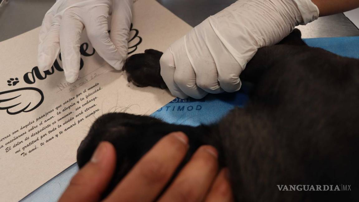 $!El animal muere sin dolor mediante una inyección letal.