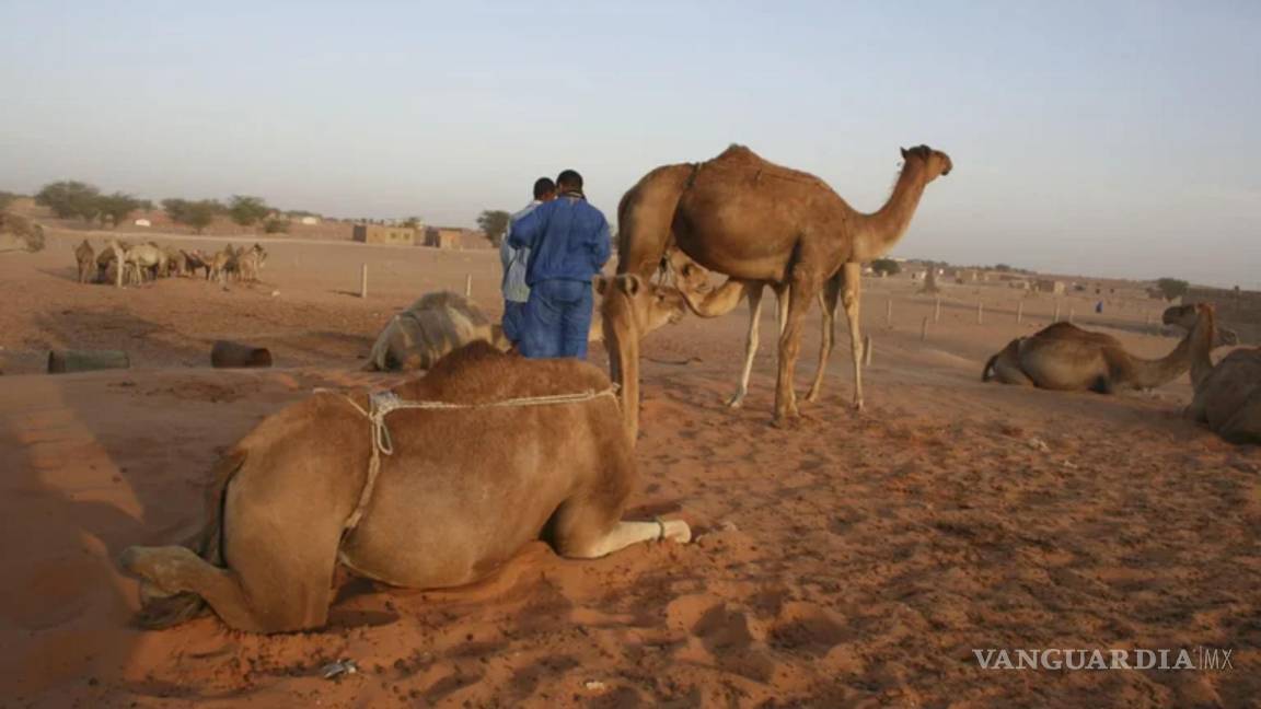 Yacimientos encontrados en el norte de Marruecos confirman la existencia de un “Sáhara verde”