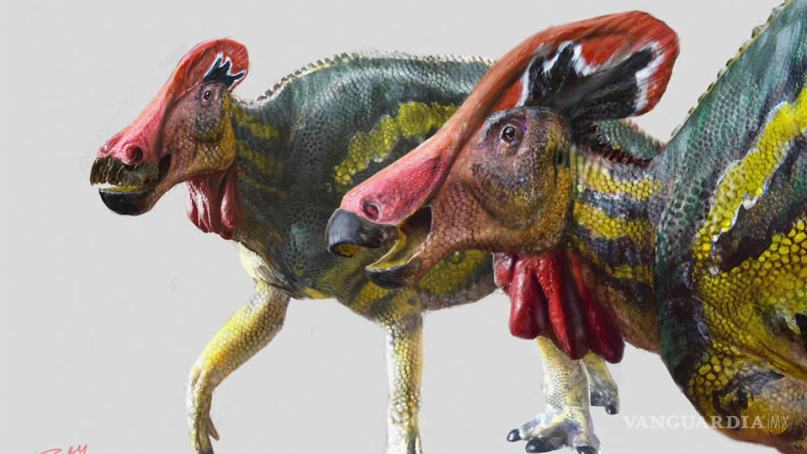 Tlatolophus galorum: Descubren en Coahuila una nueva especie de dinosaurio