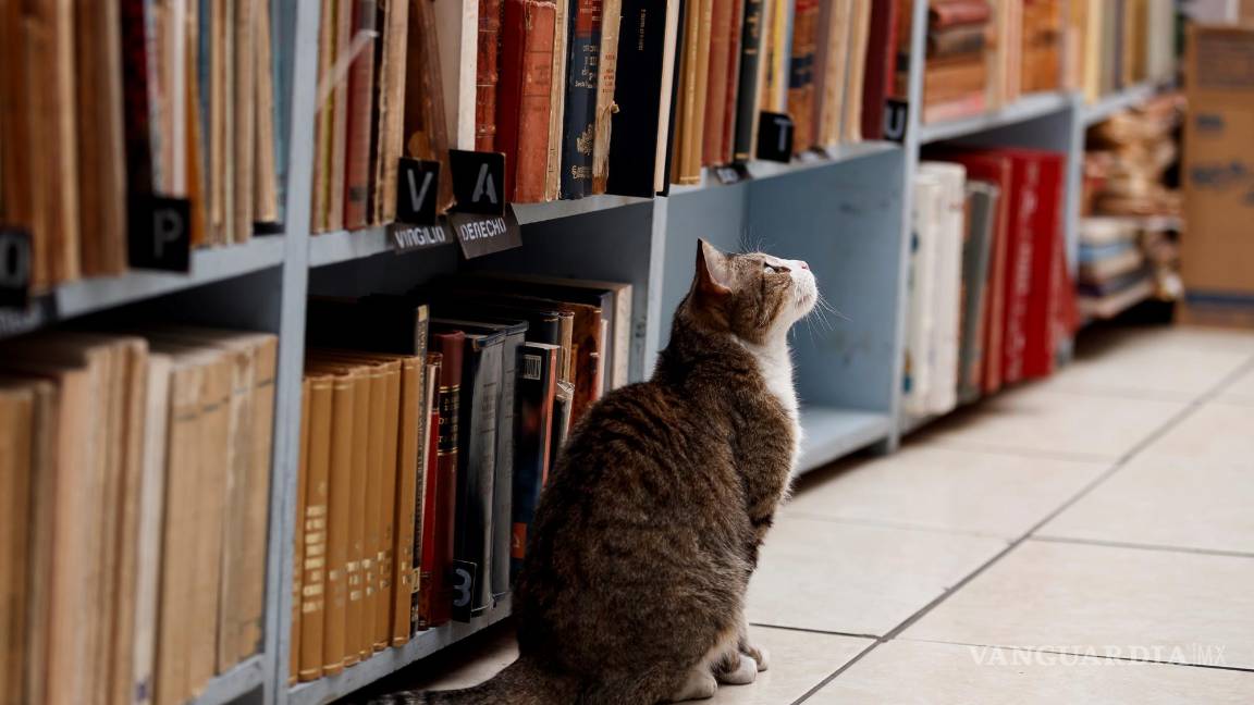 $!un gato en la librería el Tomo Suelto, en la Ciudad de México (México). EFE/José Méndez