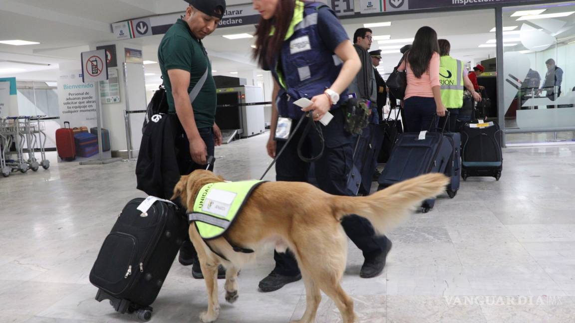 Incrementan inspección sanitaria con binomios caninos en los principales aeropuertos de México