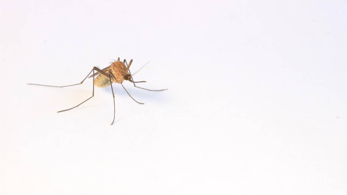 ¿Por qué les gusto tanto a los mosquitos?
