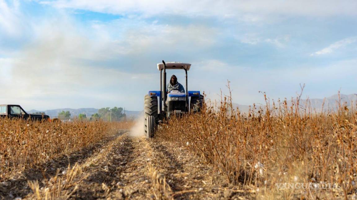 En riesgo próximo ciclo agrícola primavera-verano en La Laguna... si no llegan las lluvias